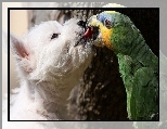 Pies, Papuga, Poca�unek